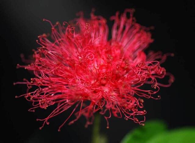ネム開花0611030114wb.jpg