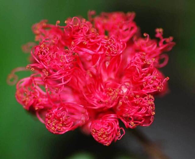 ネム開花1wb.jpg