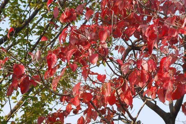 ハナミズキ紅葉091110wb.jpg