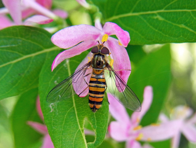 ヒラタアブ♀2013wb.jpg
