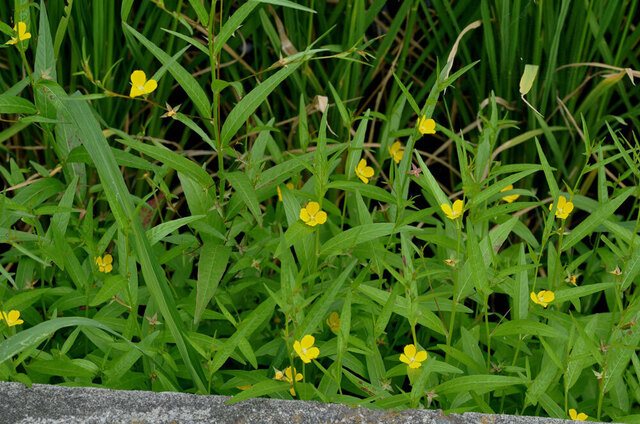 ヒレタゴボウ2011-3wb.jpg