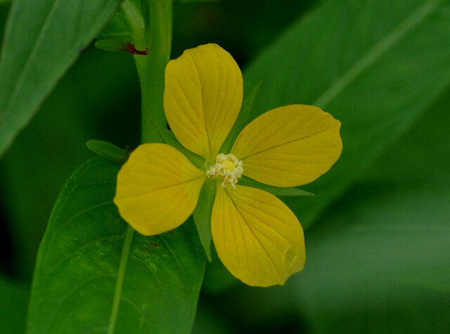 ヒレタゴボウ2011花1wb.jpg