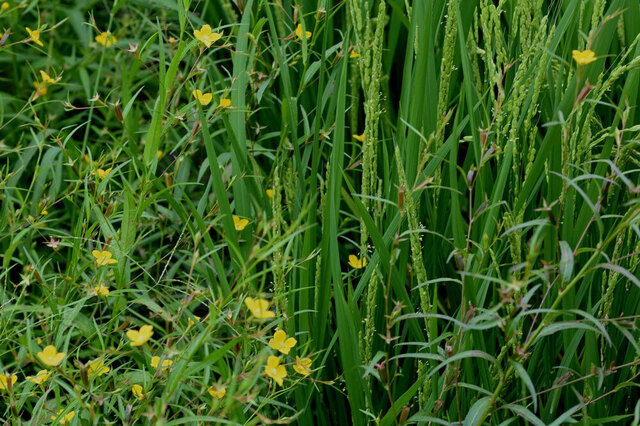 ヒレタゴボウ2013-7wb.jpg