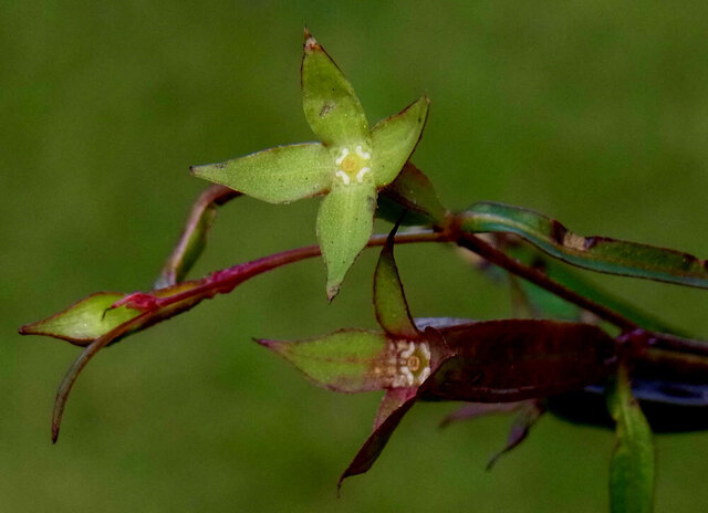 ヒレタゴボウ実・蕾2wb.jpg