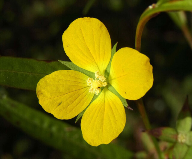 ヒレタゴボウ最後の花wb.jpg