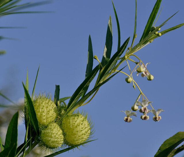 フウセントウワタ花実2wb.jpg