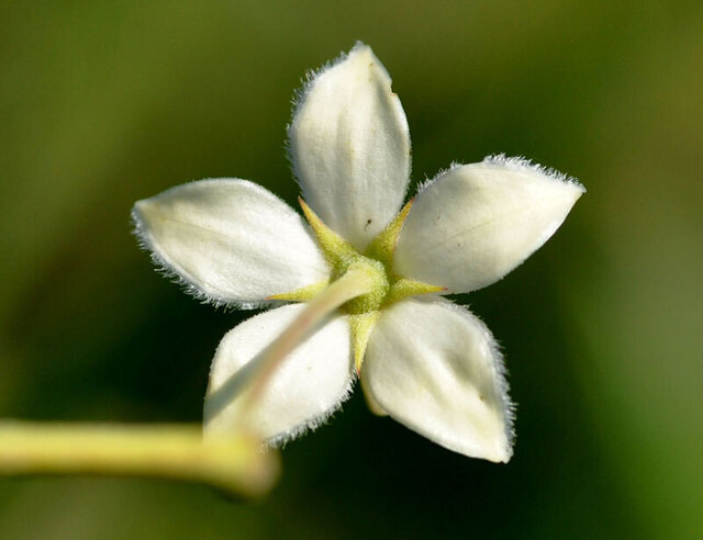 フウセントウワタ花弁裏wb.jpg