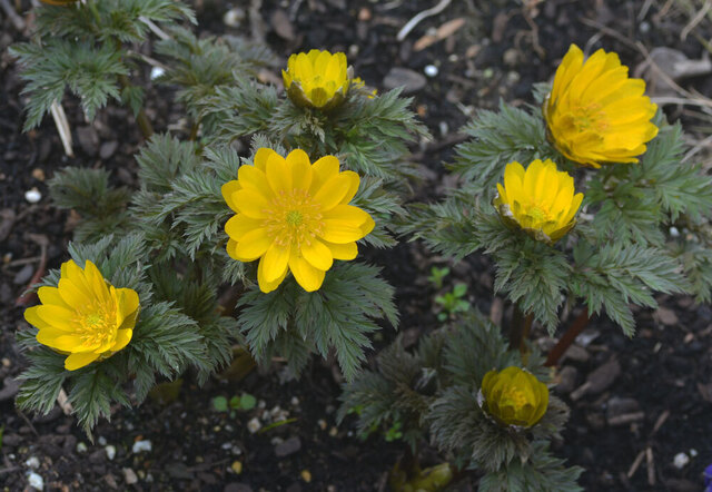 フクジュソウ2015-02-24-wb.jpg