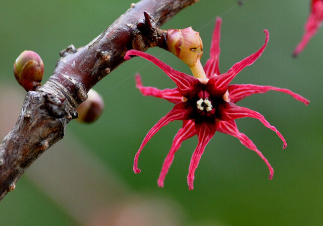 マルバノキ花2011wb1.jpg
