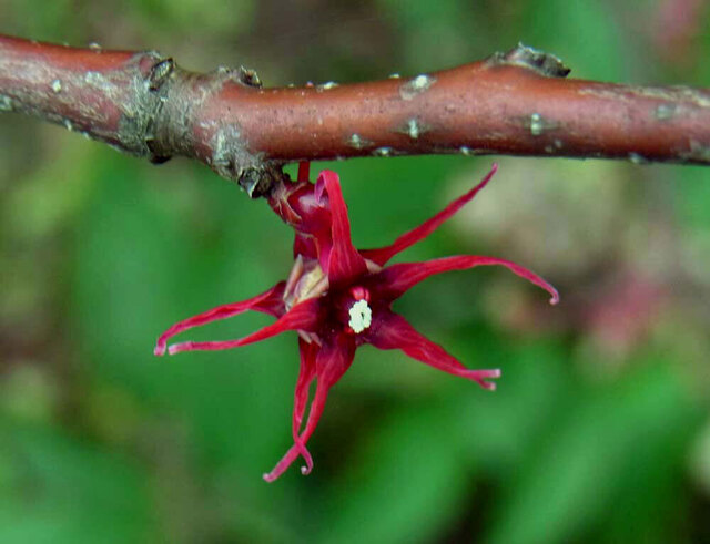 マルバノキ花背合わせ2wb.jpg