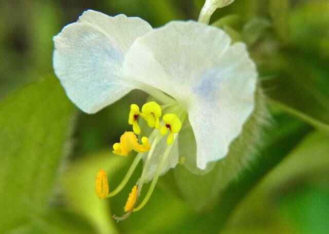 メガネツユクサ白花3wb3.jpg