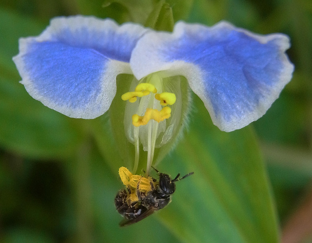 メガネツユクサ花蜂6wb.jpg