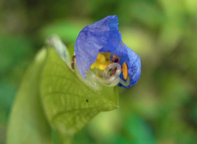 メガネツユクサ閉花1wb.jpg