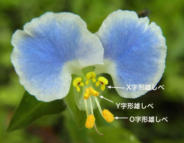 メガネツユクサ雄しべ3L種wb3.jpg