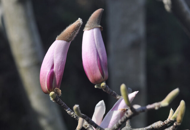 モクレンP開花寸前wb.jpg