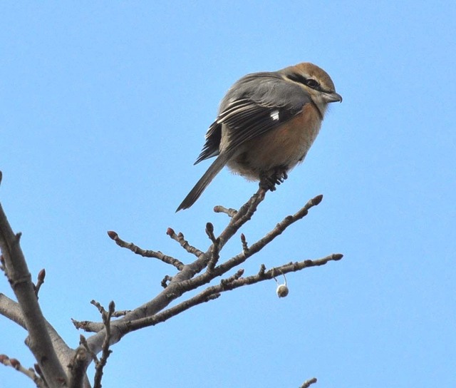 モズ-ボダイジュ20120112-3wb.jpg