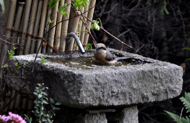 モズ201104水浴び1wb.jpg