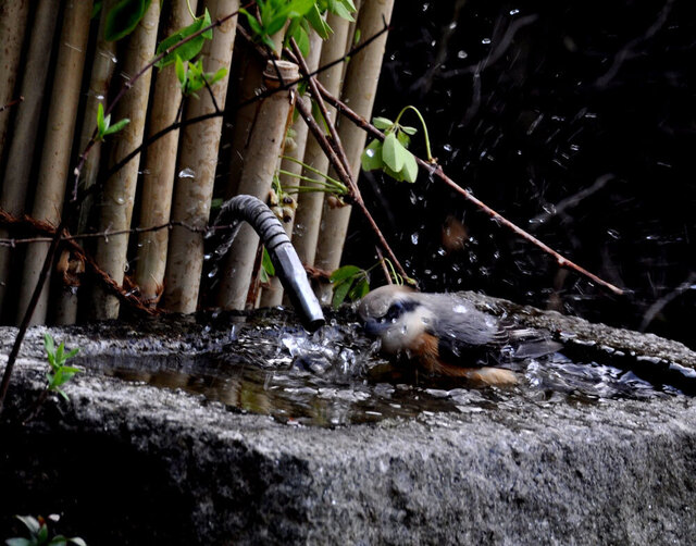 モズ201104水浴び2wb.jpg
