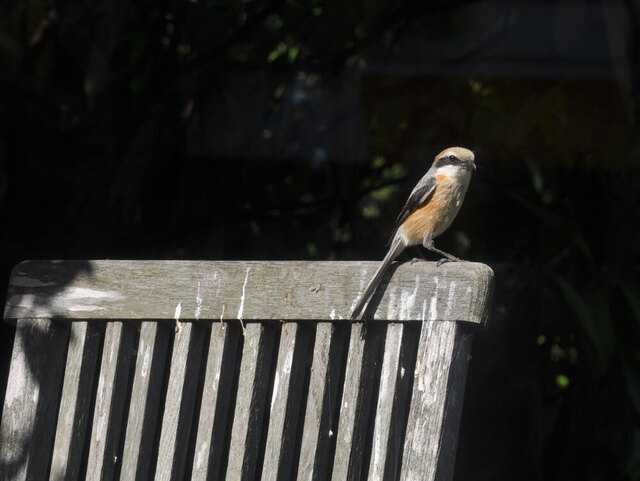 モズ201305230848wb.jpg