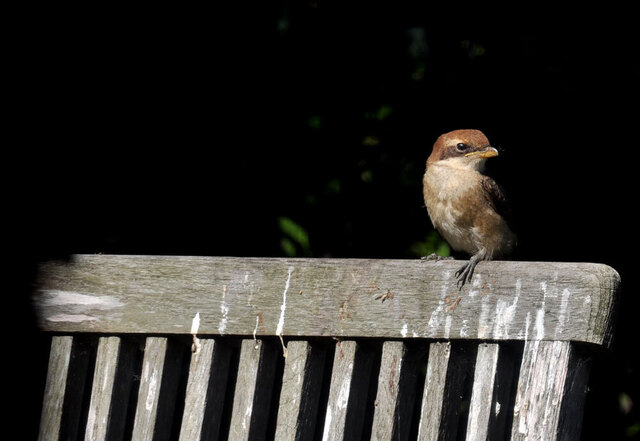 モズ201305230850-2wb.jpg