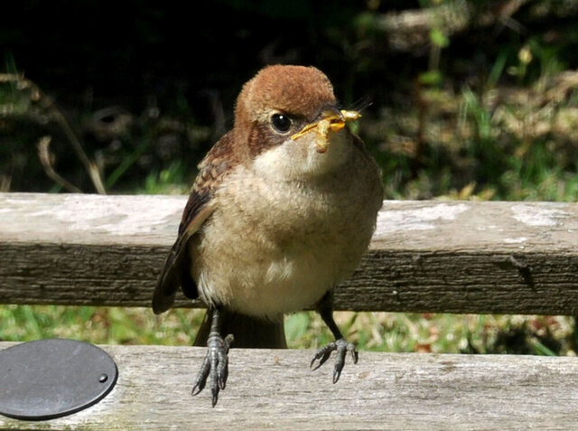 モズ2013給餌10wb.jpg