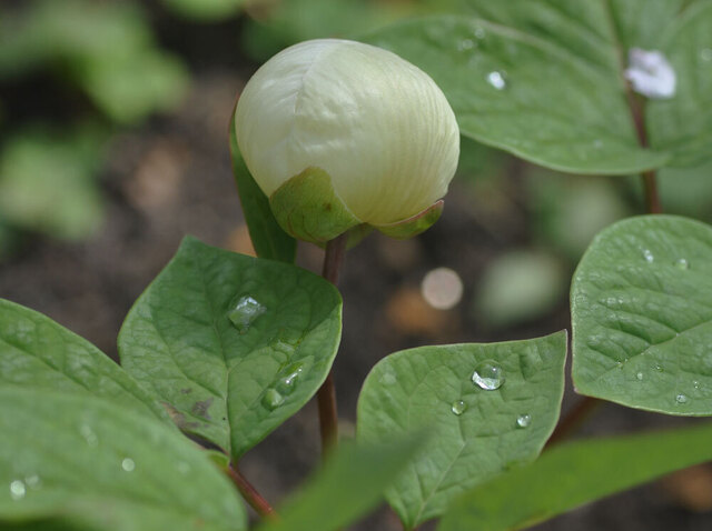 ヤマシャクヤク20140406蕾wb.jpg