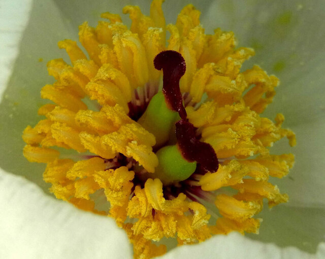 ヤマシャクヤク20140419花粉wb2.jpg