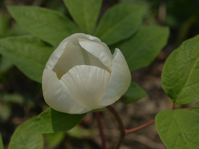 ヤマシャクヤクC20140410wb.jpg