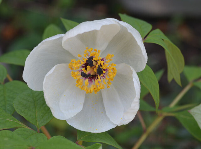 ヤマシャクヤクW20140403wb.jpg