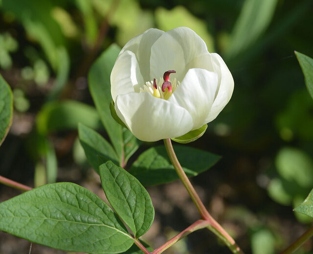 ヤマシャクヤクWW20140414-2wb.jpg