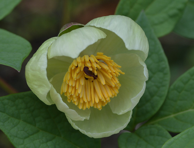 ヤマシャクヤクY20140404−2wb1.jpg