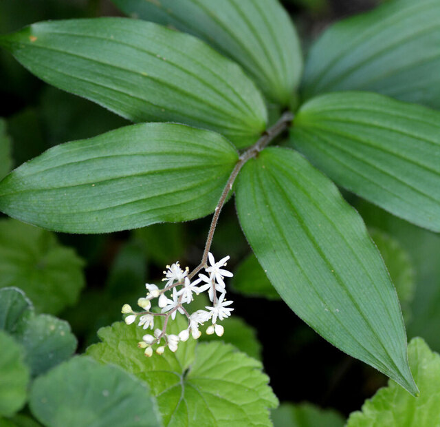 ユキザサ20140427wb.jpg