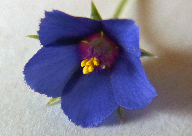 ルリハコベ花B2wb.jpg