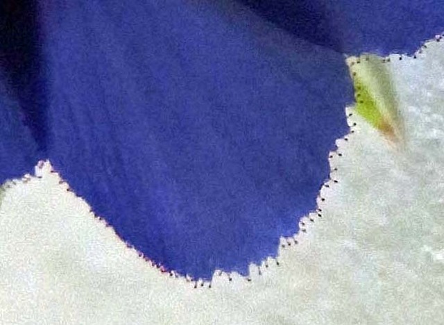 ルリハコベ花B2wb2.jpg