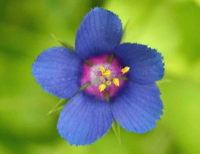 ルリハコベ花B１wb3.jpg