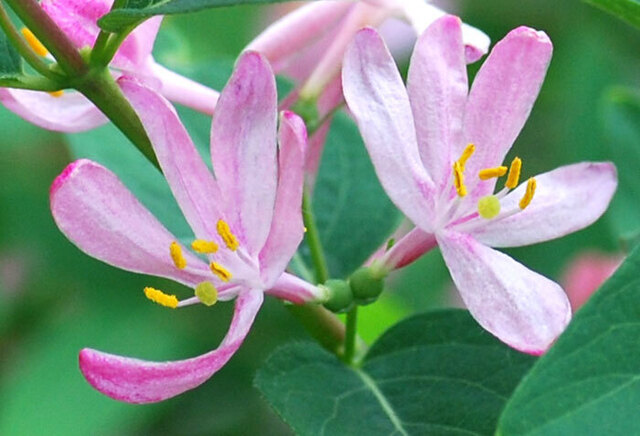 ロニセラ09花wb.jpg