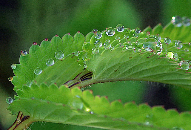 ワレモコウ水滴12wb.jpg