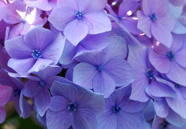七色V装飾花wb.jpg