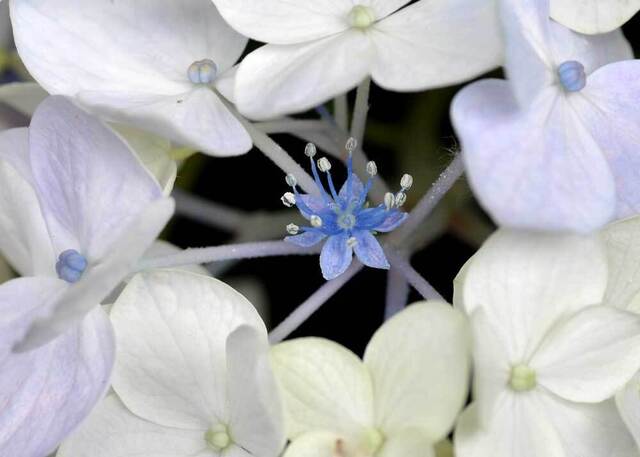 両性花1-1wb2.jpg