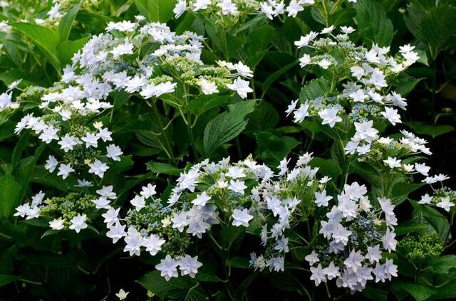 墨田の花火1wb.jpg