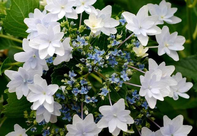 墨田の花火2wb.jpg