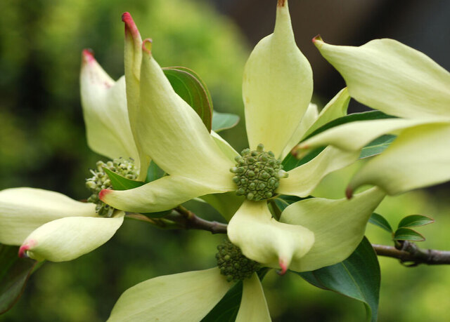 常緑ヤマボウシ0503-1wb.jpg