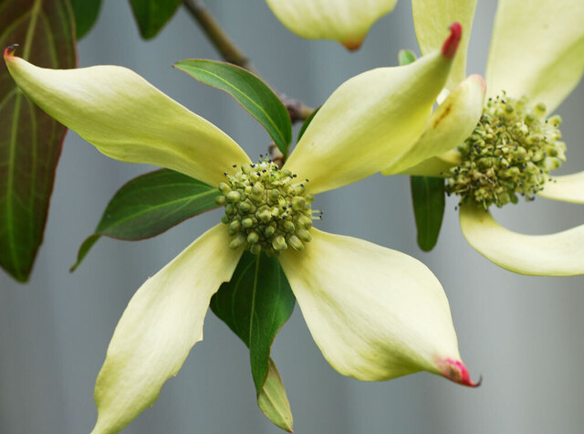 常緑ヤマボウシ2009開花wb.jpg
