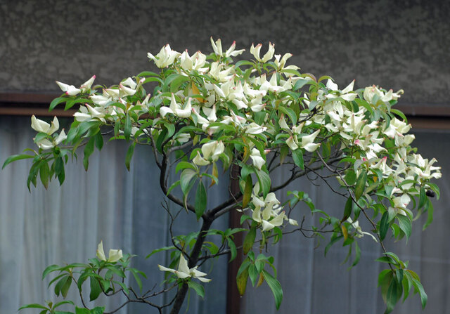 常緑ヤマボウシ2012.wb.jpg