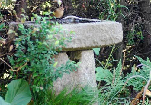 水浴び1wb       2010120.jpg