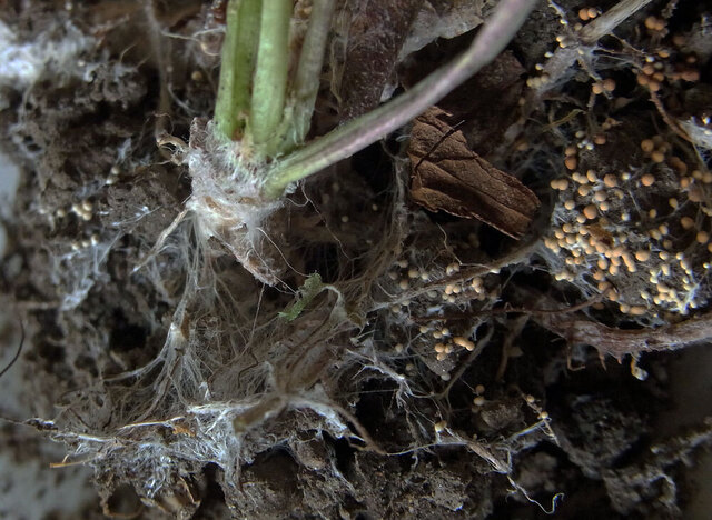白絹病フジバカマ菌塊1wb.jpg