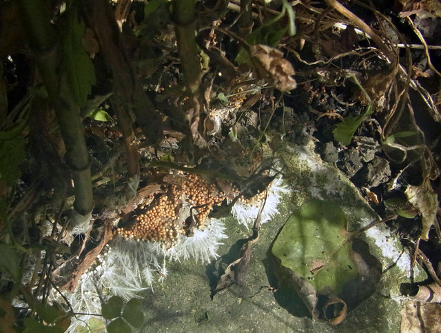 白絹病フジバカマ菌塊4wb.jpg