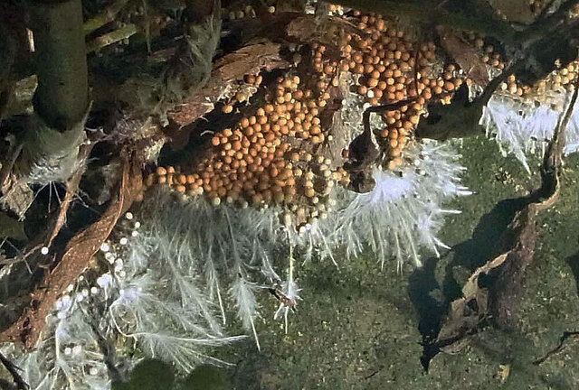 白絹病フジバカマ菌塊4wb2.jpg