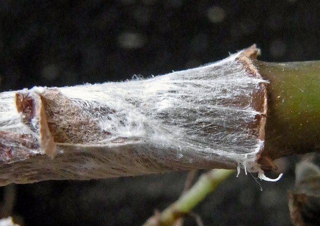 白絹病フジバカマ菌糸5wb.jpg
