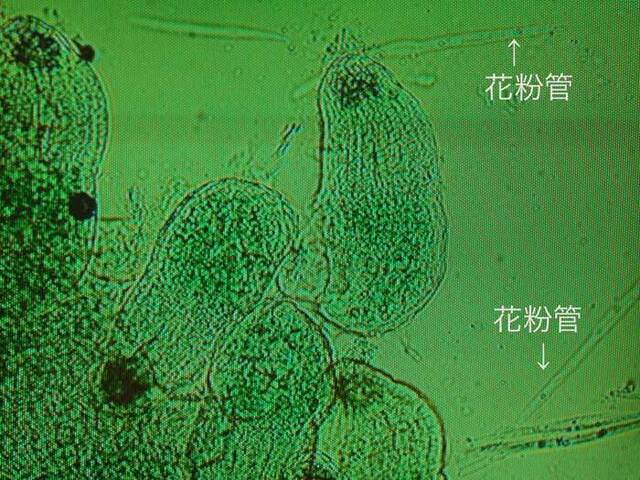 胚珠花粉管L2wb.jpg